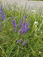 Sauge des pres - Salvia pratensis (photo Mrugala F.)(3)